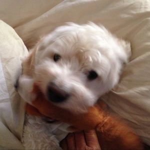 Meet your Posher, Irene